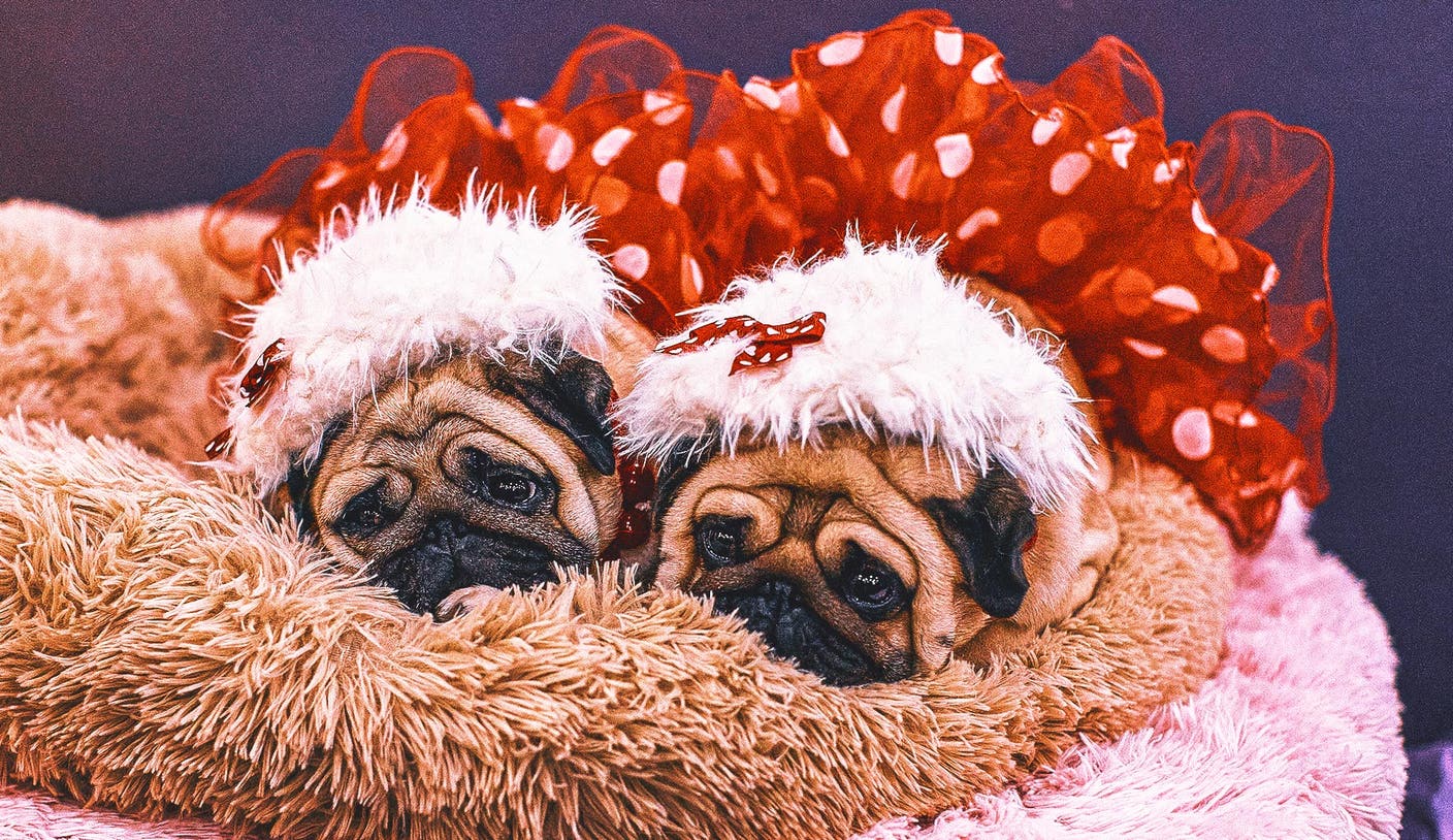 威斯敏斯特犬展：的顶级舞台